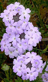 Mock vervain